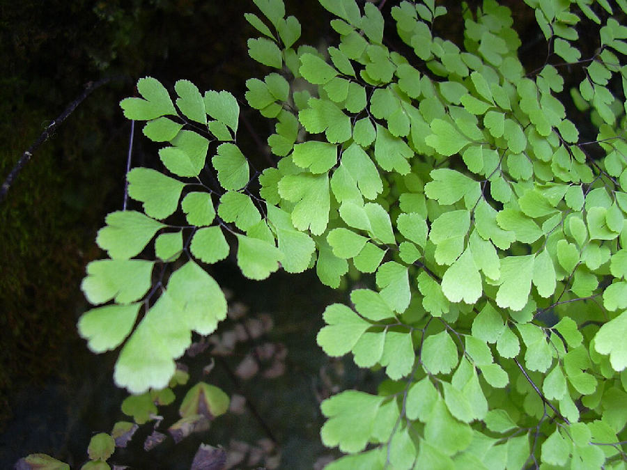 Capillaire (Adiantum raddianum)