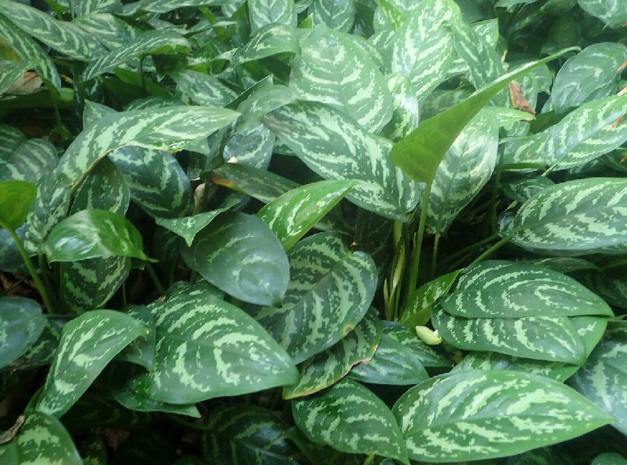 Aglaonema (Aglaonema commutatum)