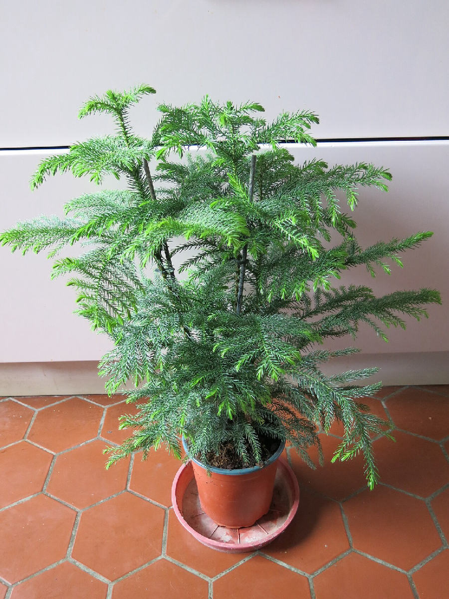 Norfolk Island pine (Araucaria heterophylla)