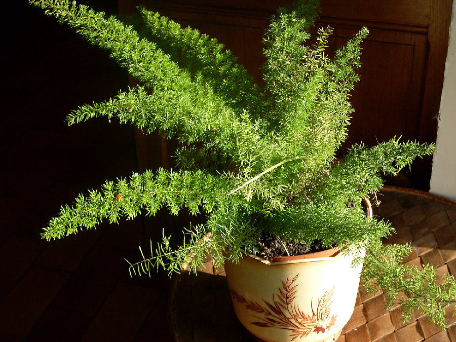 Asparagus de Sprenger (Asparagus densiflorus)