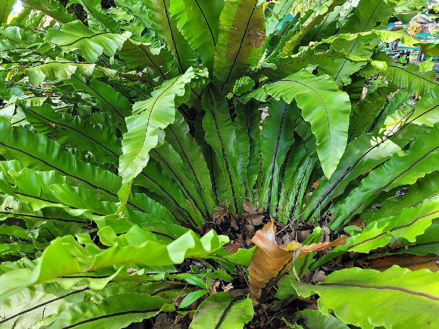 Fougère nid d'oiseau (Asplenium nidus)