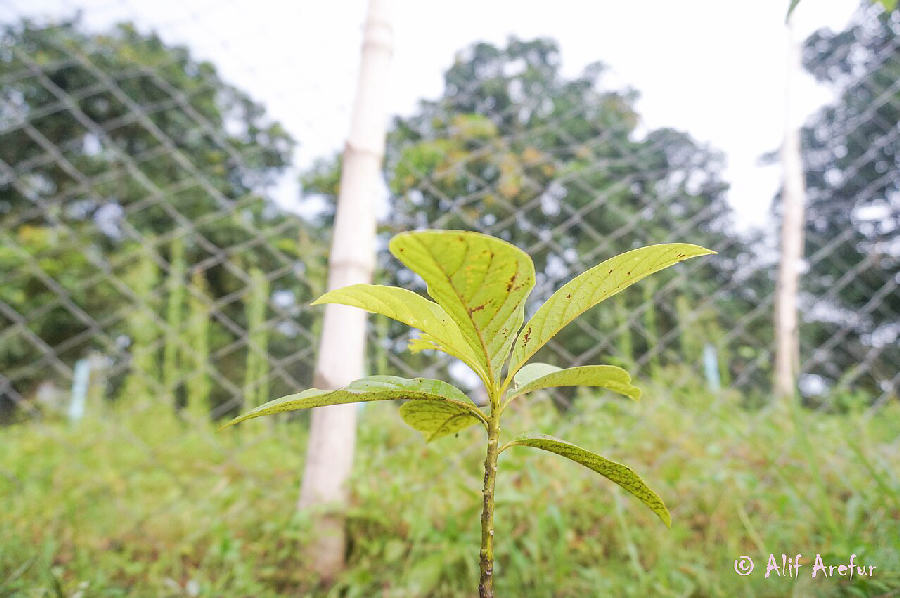 Avocatier (Persea americana)