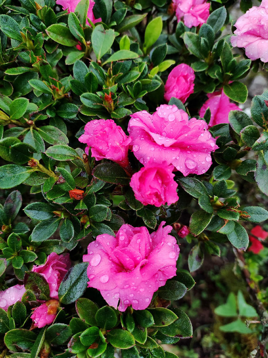 Azalée (Rhododendron simsii)