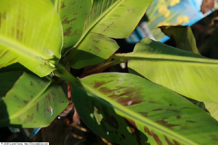 Bananier (Musa acuminata)