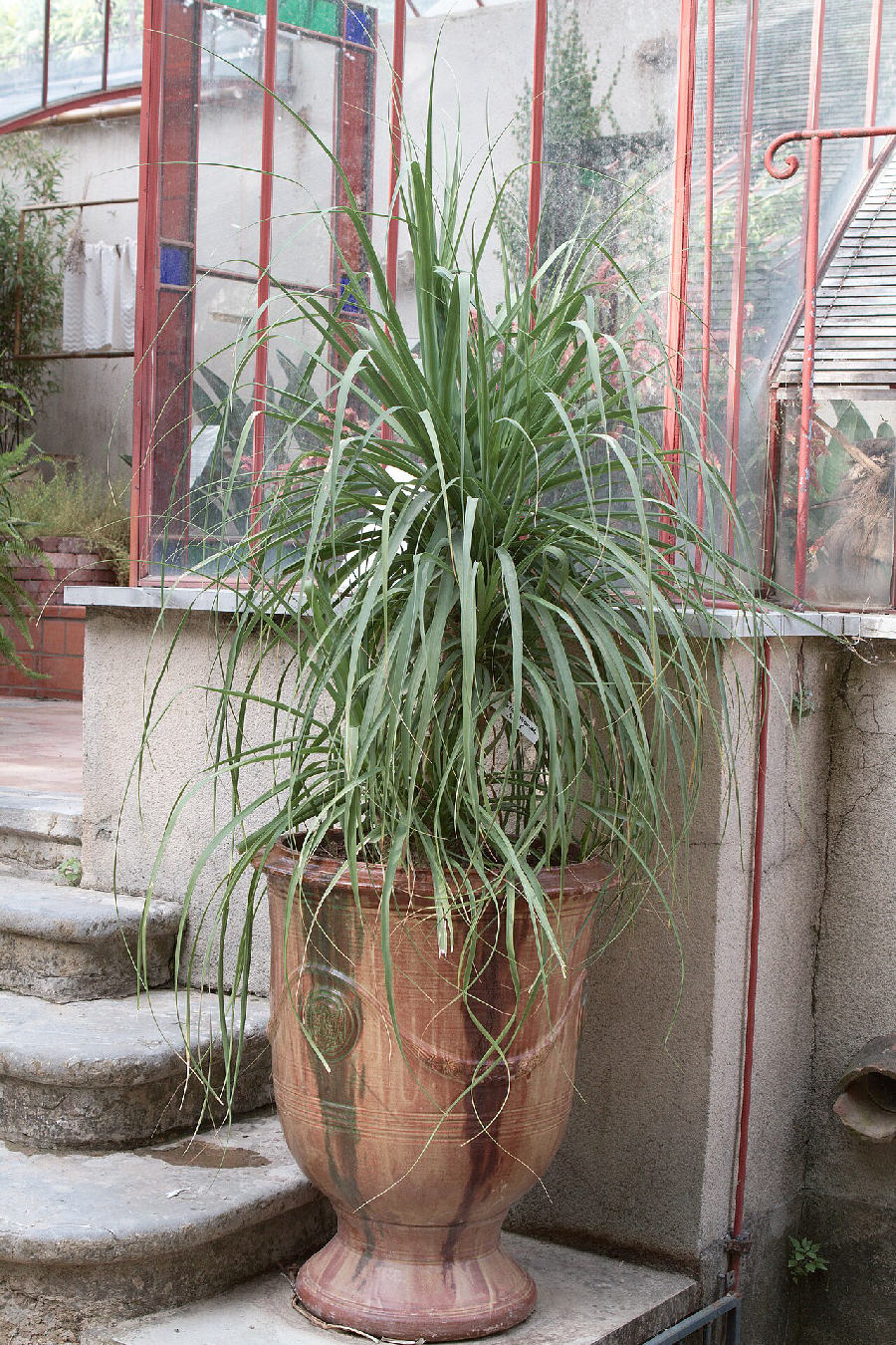 Ponytail palm (Beaucarnea recurvata)