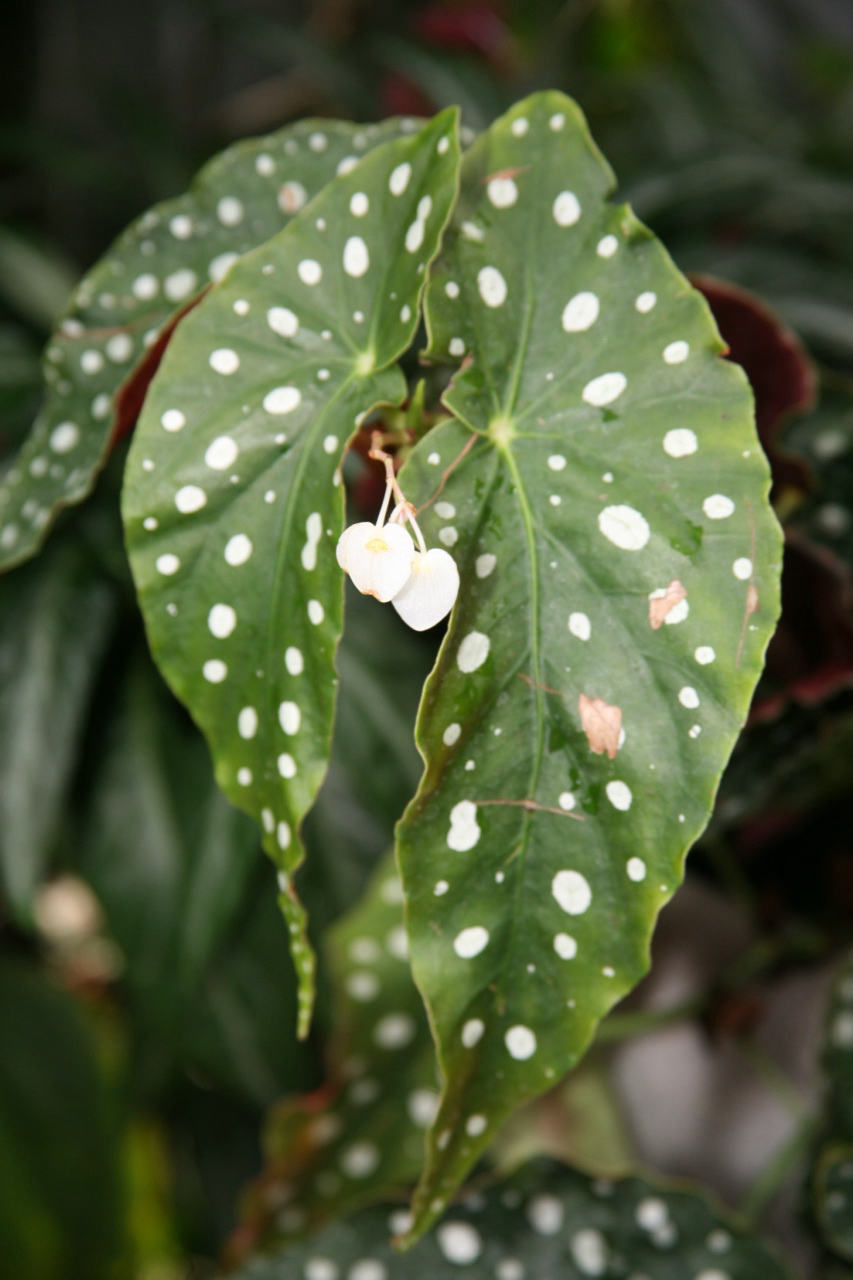 Polka dot begonia (Begonia maculata)