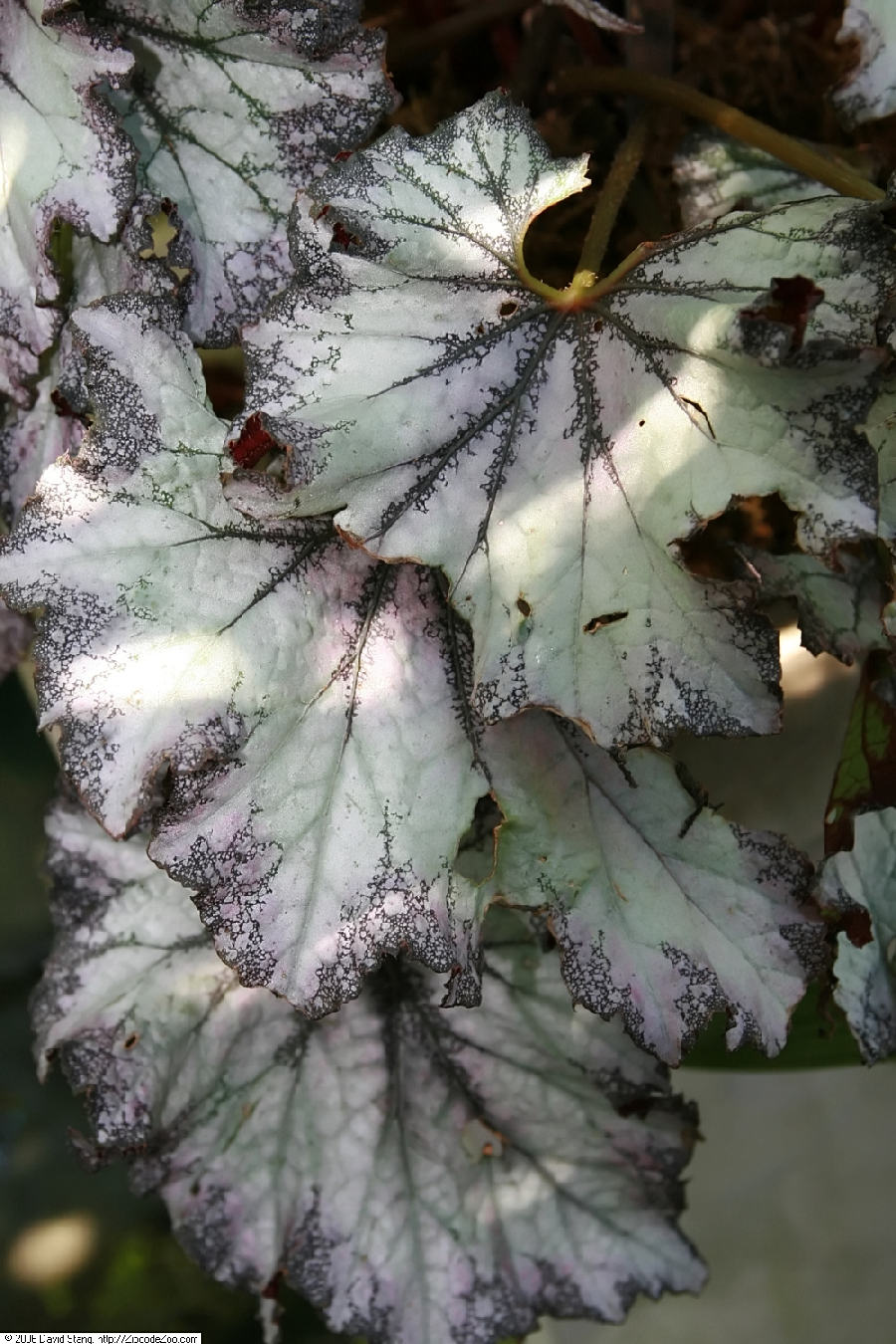 Bégonia rex (Begonia rex-cultorum)