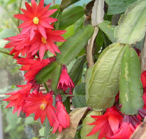 Cactus de Pâques (Rhipsalidopsis gaertneri)