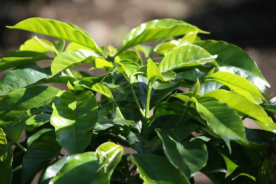 Caféier (Coffea arabica)