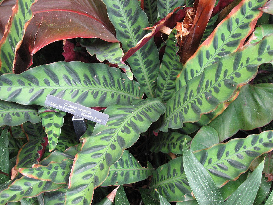 Calathea lancifolia (Goeppertia insignis)