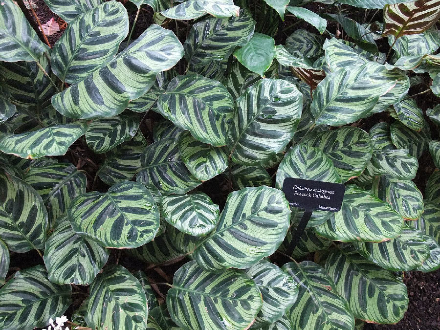 Peacock plant (Goeppertia makoyana)