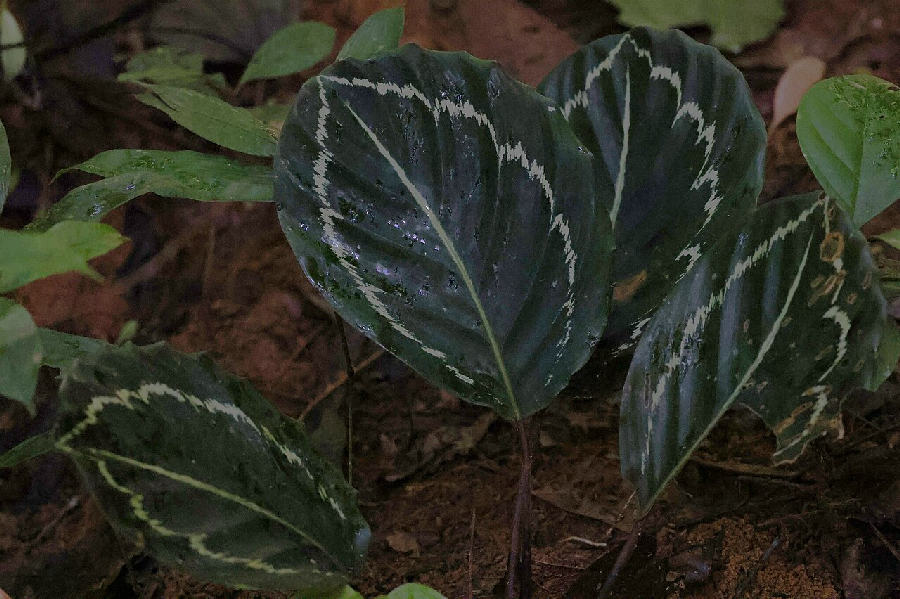 Calathea medallion (Goeppertia roseopicta)