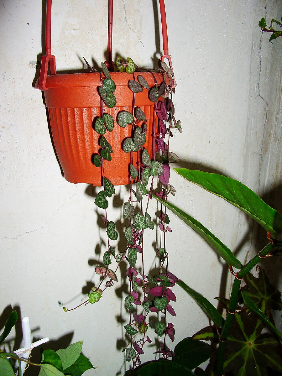 String of hearts (Ceropegia woodii)