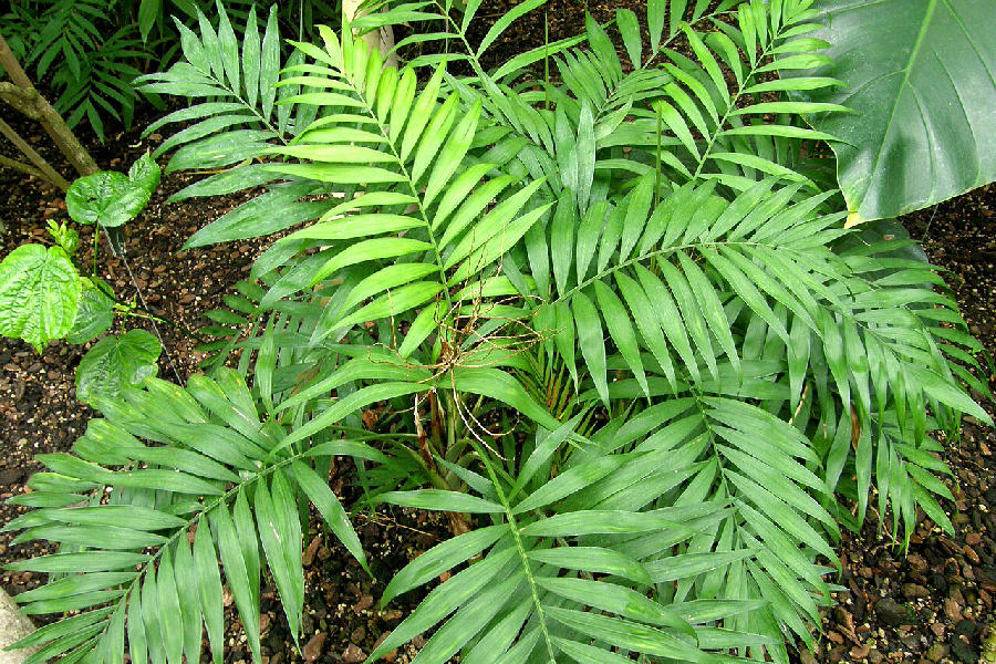 Palmier de salon (Chamaedorea elegans)