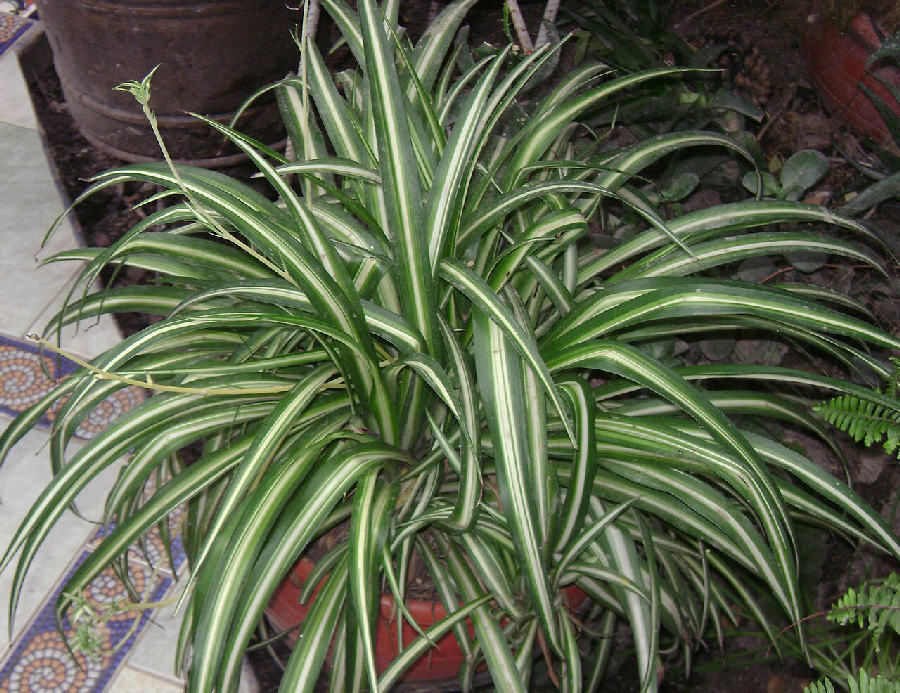 Plante araignée (Chlorophytum comosum)