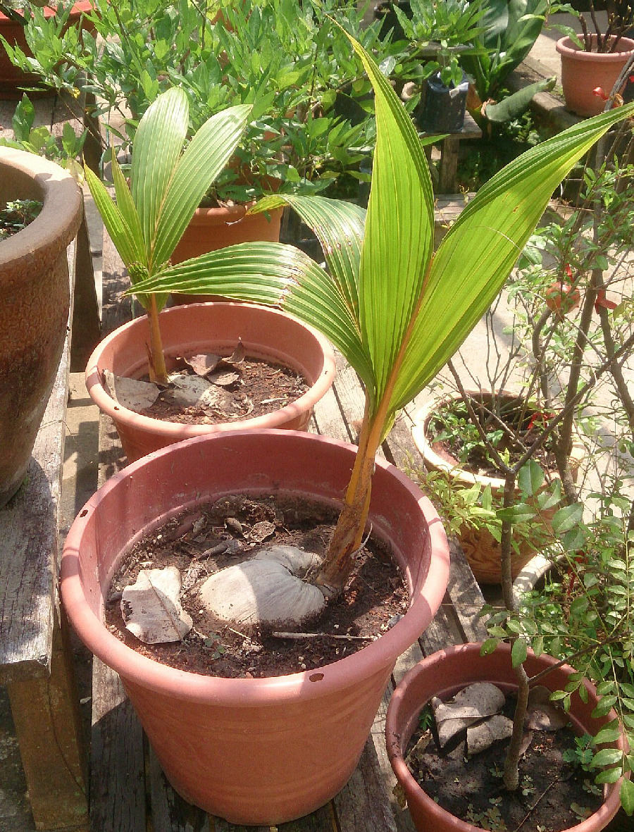 Cocotier (Cocos nucifera)