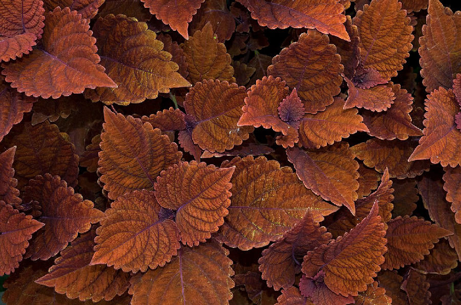 Coléus (Coleus scutellarioides)