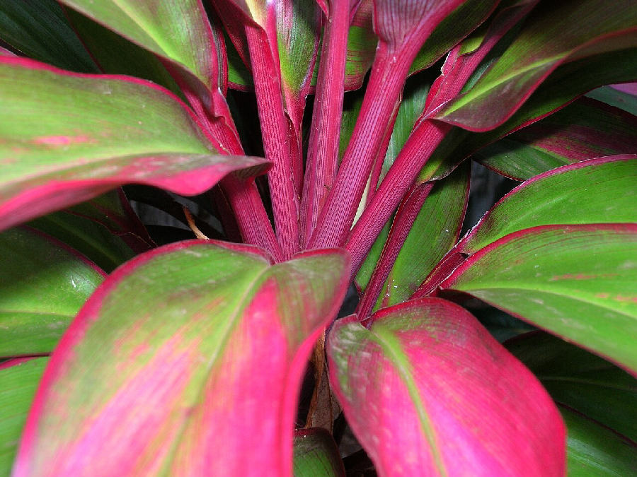 Cordyline (Cordyline fruticosa)