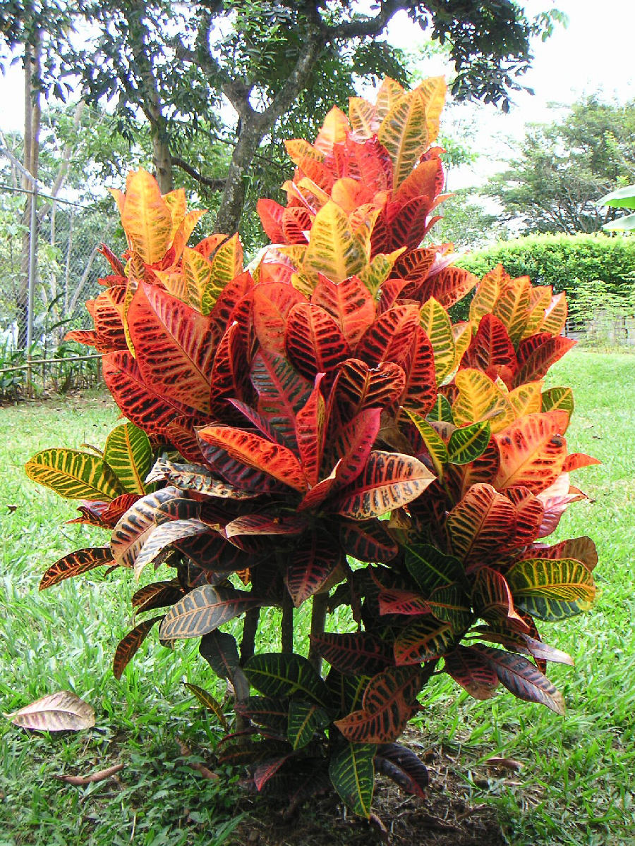 Croton (Codiaeum variegatum)