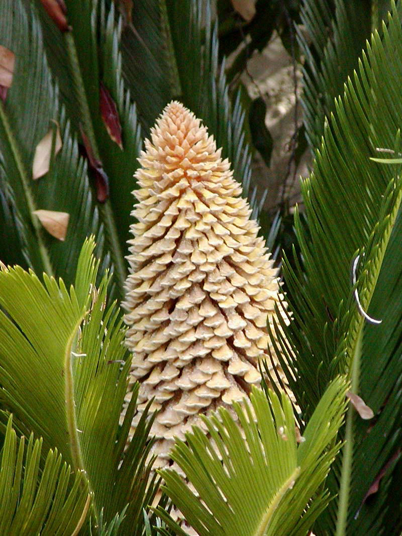 Cycas (Cycas revoluta)