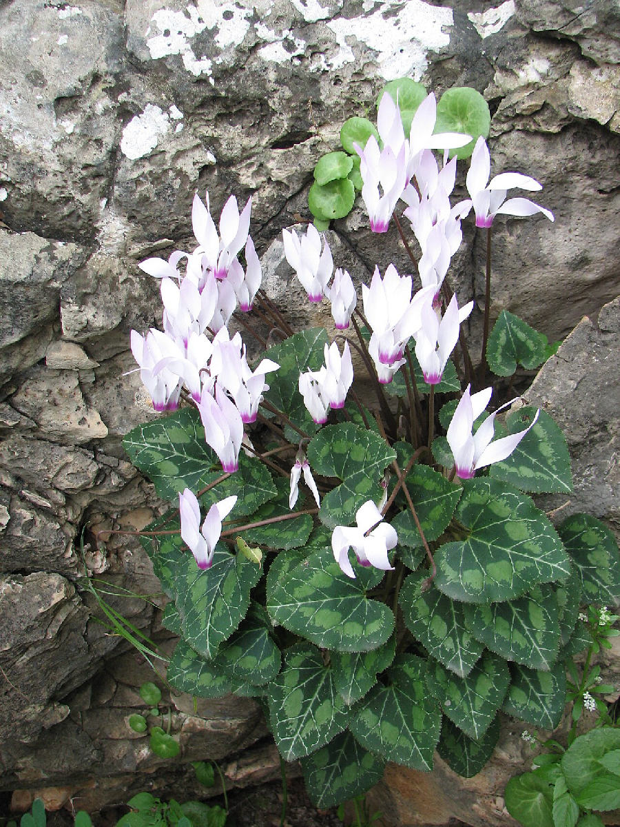 Cyclamen (Cyclamen persicum)