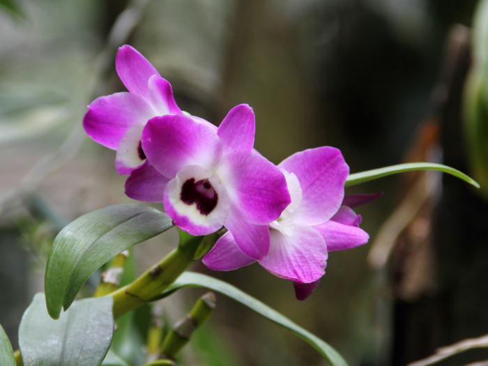 Orchidée dendrobium (Dendrobium nobile)