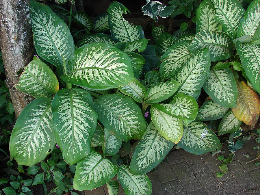 Dieffenbachia (Dieffenbachia seguine)