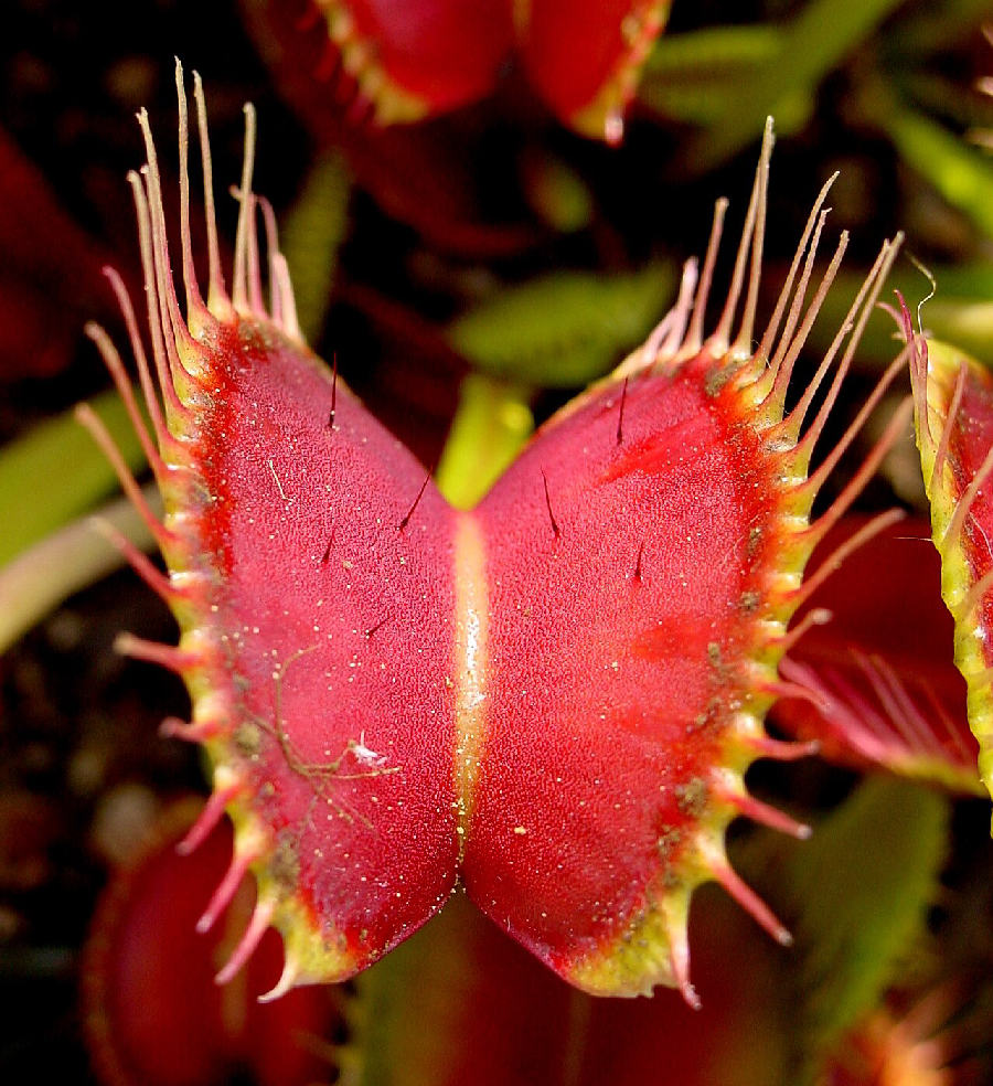 Dionée (Dionaea muscipula)