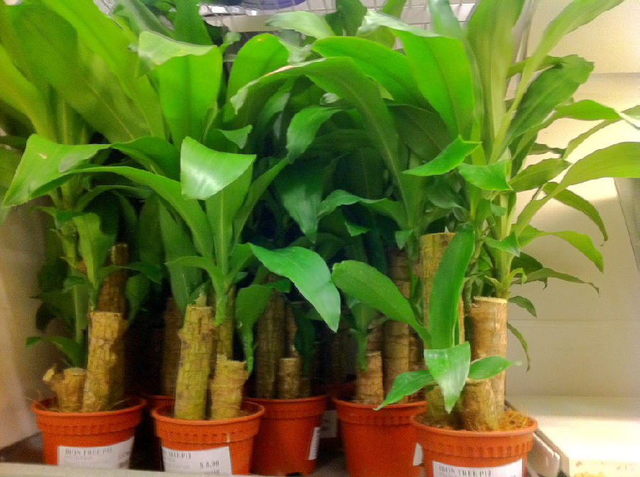 Dracaena massangeana (Dracaena fragrans)