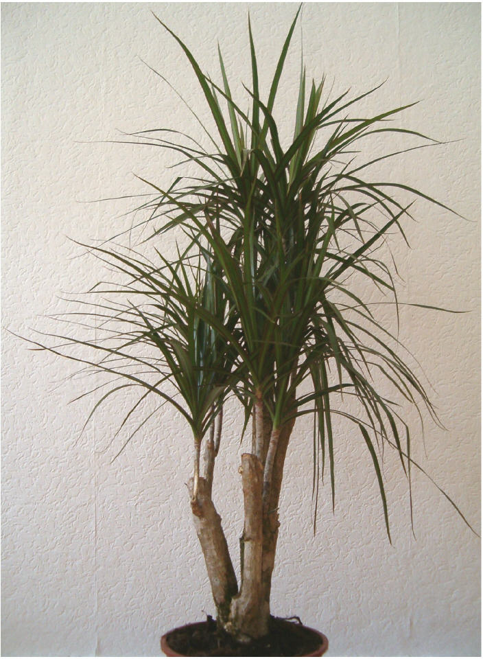 Dragonnier (Dracaena marginata)
