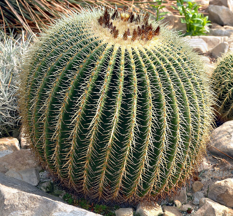 Coussin de belle-mère (Echinocactus grusonii)