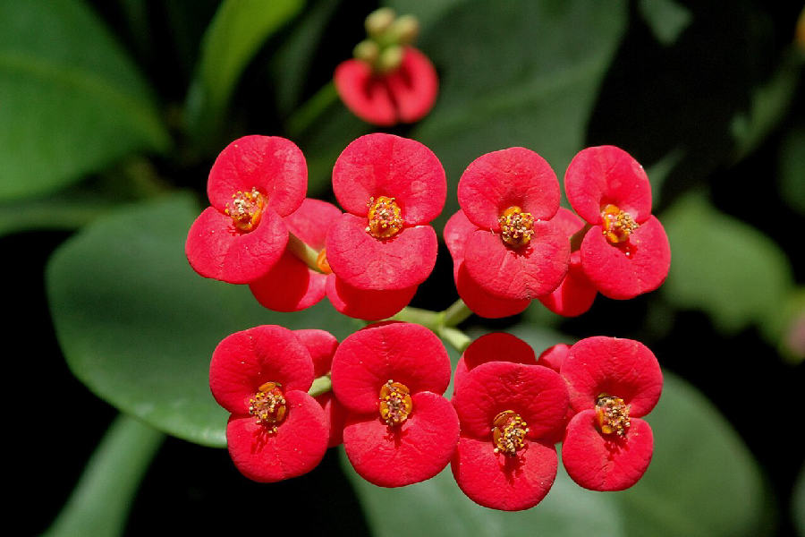 Crown of thorns (Euphorbia milii)