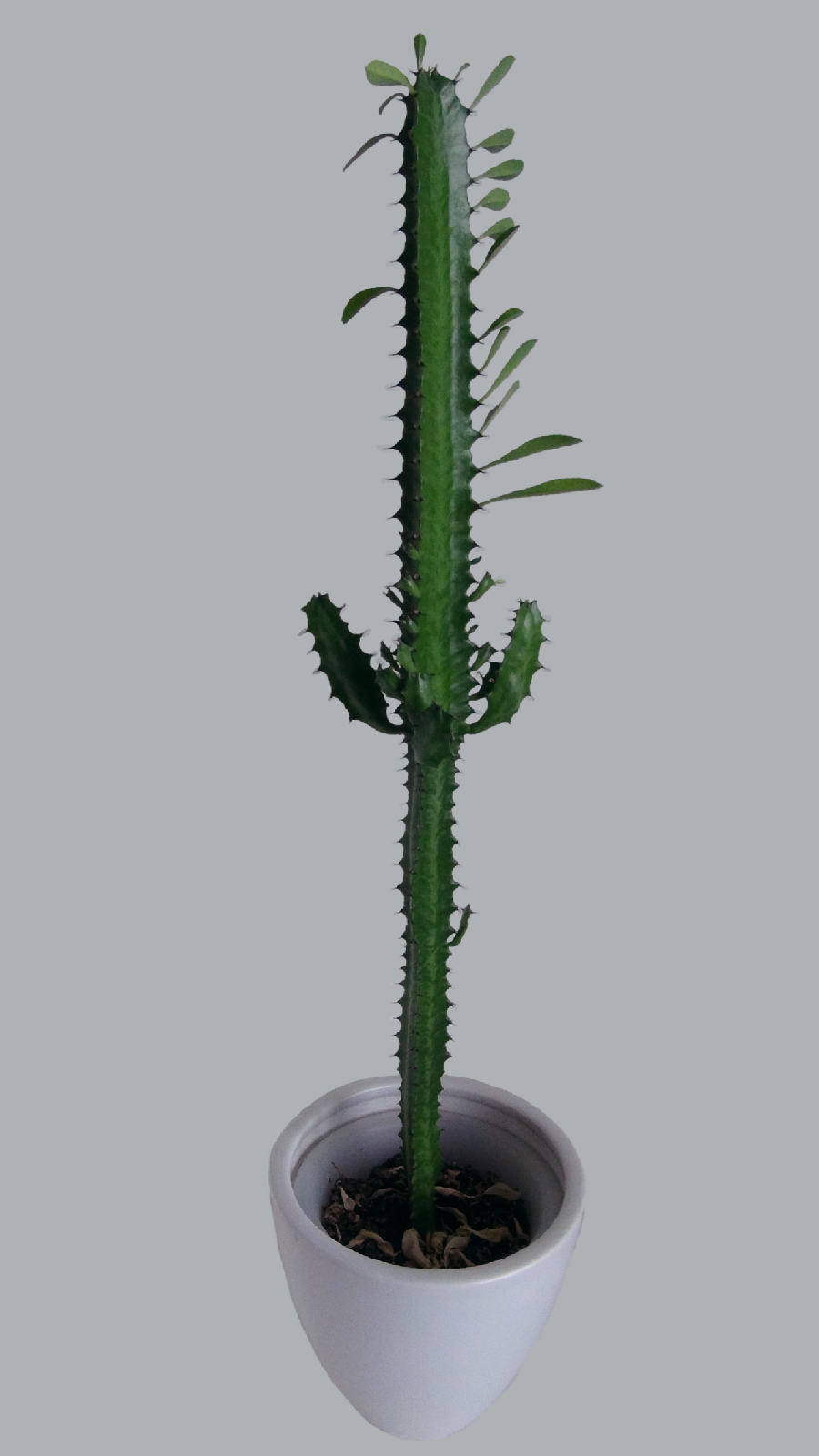 African milk tree (Euphorbia trigona)