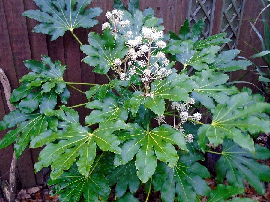 Fatsia (Fatsia japonica)
