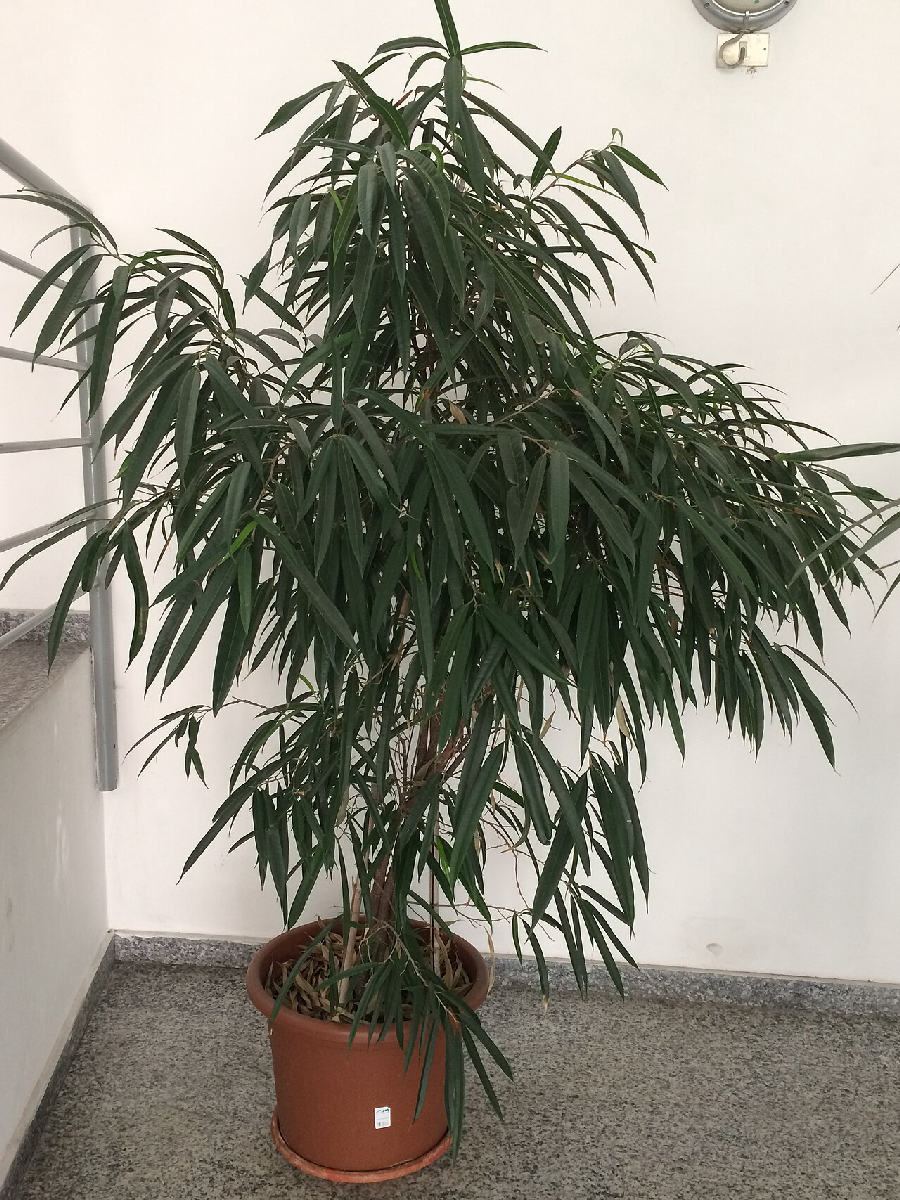 Ficus alii (Ficus maclellandii)