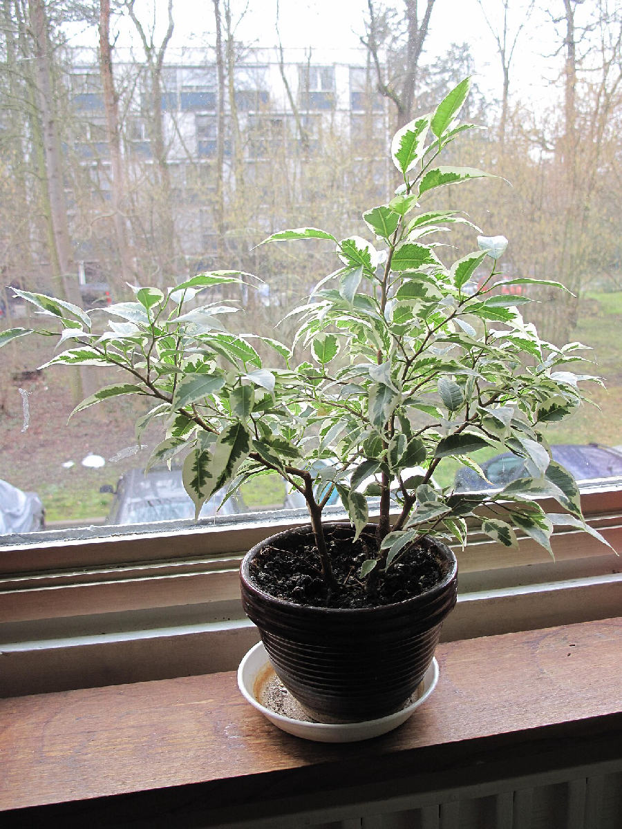 Ficus benjamina (Ficus benjamina)