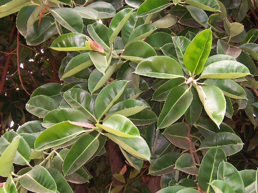 Caoutchouc (Ficus elastica)
