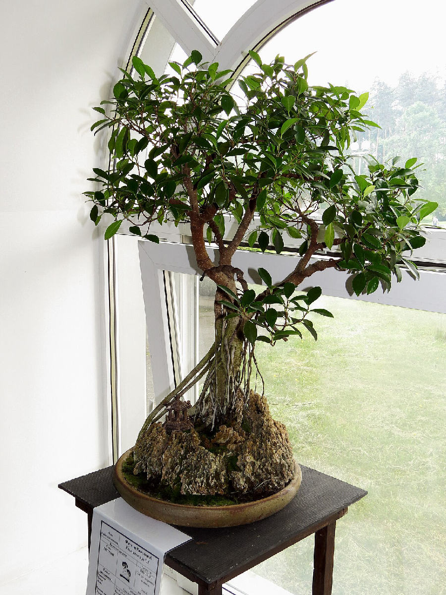 Ficus ginseng (Ficus microcarpa)