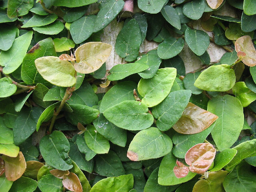 Ficus rampant (Ficus pumila)