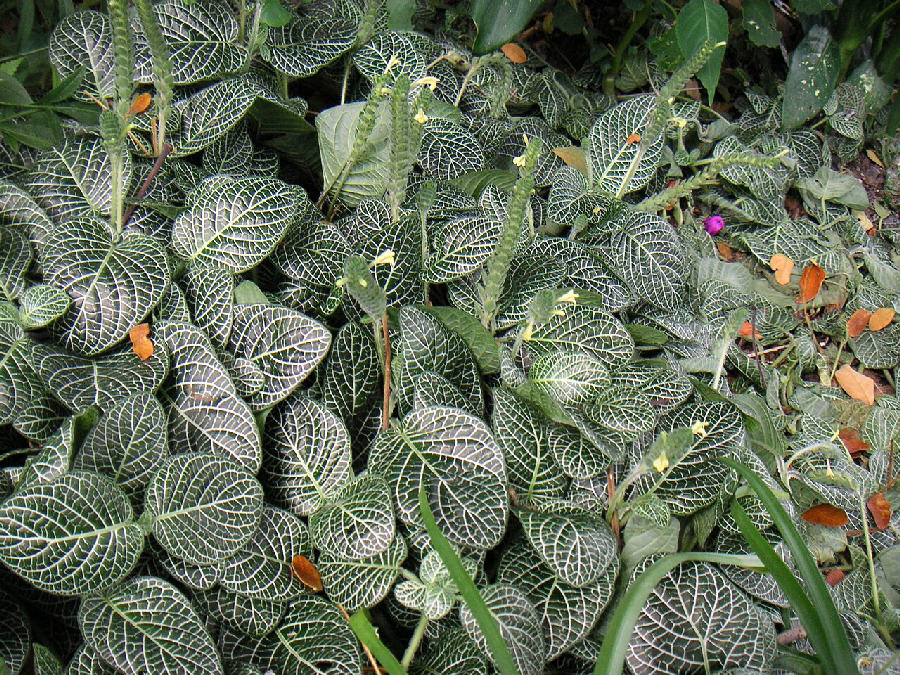 Fittonia (Fittonia albivenis)