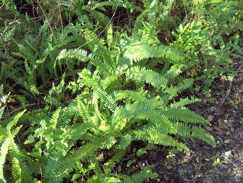 Boston fern (Nephrolepis exaltata)