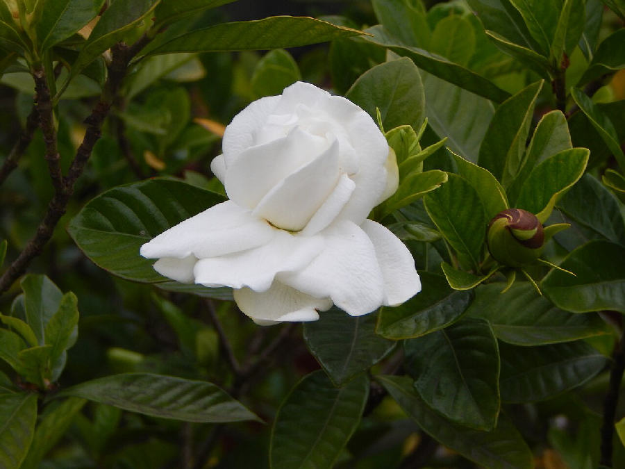 Gardénia (Gardenia jasminoides)