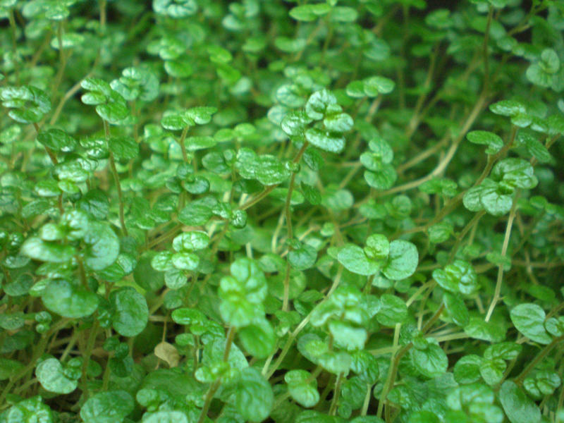Helxine (Soleirolia soleirolii)