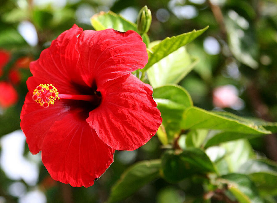 Hibiscus (Hibiscus rosa-sinensis)