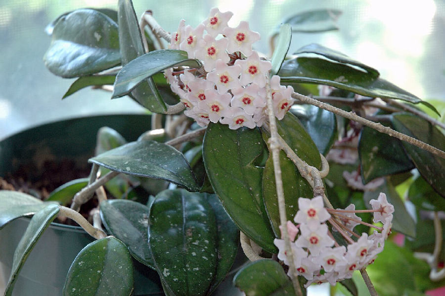 Fleur de porcelaine (Hoya carnosa)