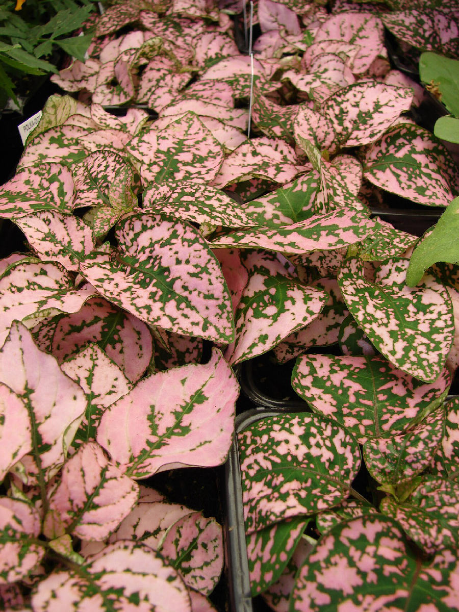 Hypoestes (Hypoestes phyllostachya)