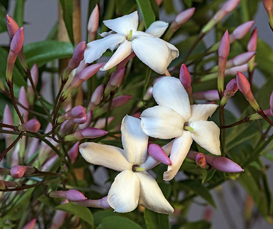 Jasmin d'intérieur (Jasminum polyanthum)