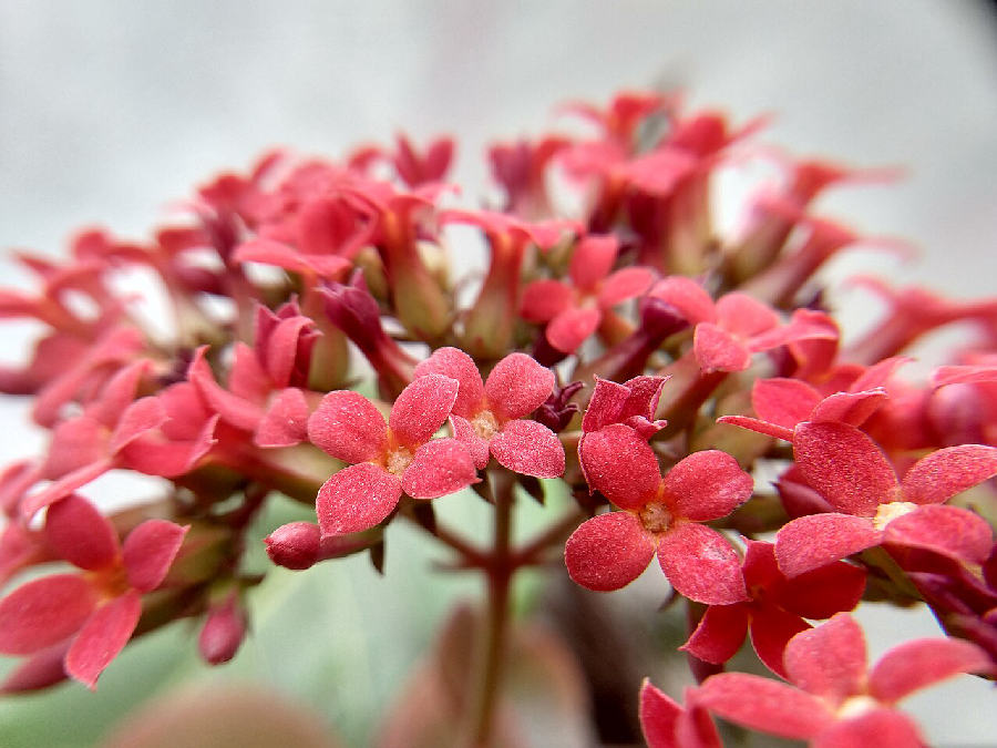 Kalanchoé (Kalanchoe blossfeldiana)