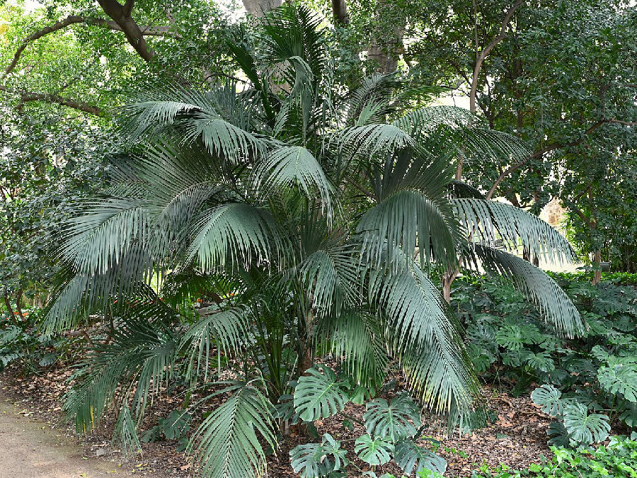 Kentia palm (Howea forsteriana)