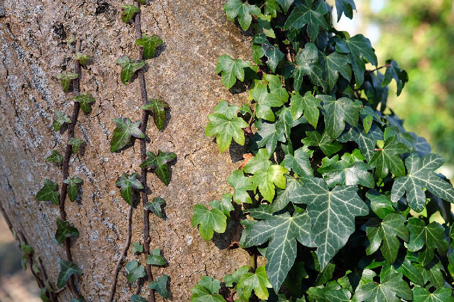 Lierre (Hedera helix)